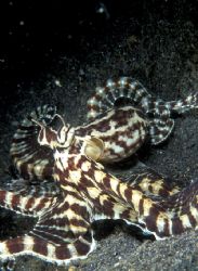 mimic octopus on the run..........from my camera by Eric Leong 